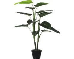 MICA Philodendron In Pot Ø 70 Cm H 100 Cm