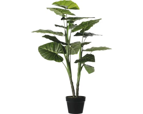 MICA Taro In Pot Ø 70 Cm H 100 Cm 1 MICA Taro In Pot Ø 70 Cm H 100 Cm