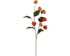 Physalis 102cm Orange