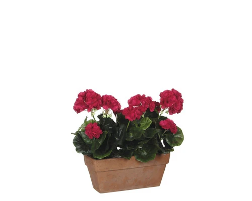 MICA Kunstplant Geranium Donker Roze In Balkonbak 29x13x40 Cm 2 MICA Kunstplant Geranium Donker Roze In Balkonbak 29x13x40 Cm - Afbeelding 2