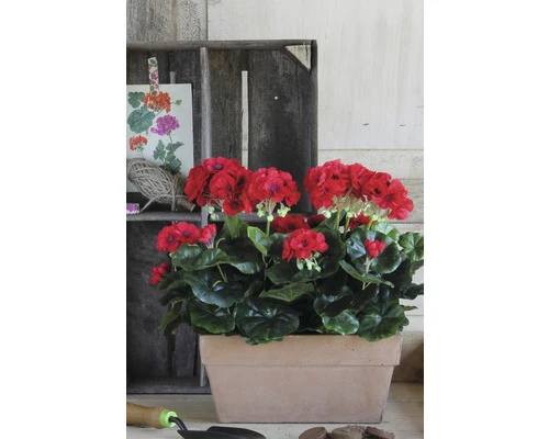 MICA Kunstplant Geranium Donker Roze In Balkonbak 29x13x40 Cm 5 MICA Kunstplant Geranium Donker Roze In Balkonbak 29x13x40 Cm - Afbeelding 5