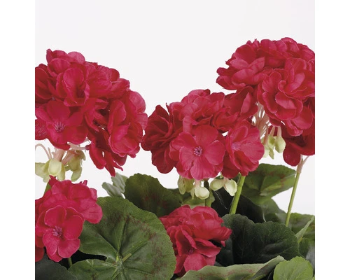 MICA Kunstplant Geranium Donker Roze In Balkonbak 29x13x40 Cm 3 MICA Kunstplant Geranium Donker Roze In Balkonbak 29x13x40 Cm - Afbeelding 3