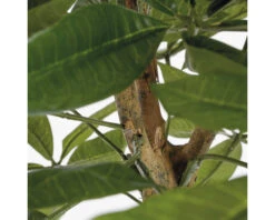 MICA Kunstplant Pachira In Pot Ø 60 Cm H 80 Cm 9 MICA Kunstplant Pachira In Pot Ø 60 Cm H 80 Cm -hornbach winkel DV 8 10590909 04 4c NL 20230208144616