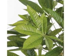 MICA Kunstplant Pachira In Pot Ø 60 Cm H 80 Cm 10 MICA Kunstplant Pachira In Pot Ø 60 Cm H 80 Cm -hornbach winkel DV 8 10590909 05 4c NL 20230208144650