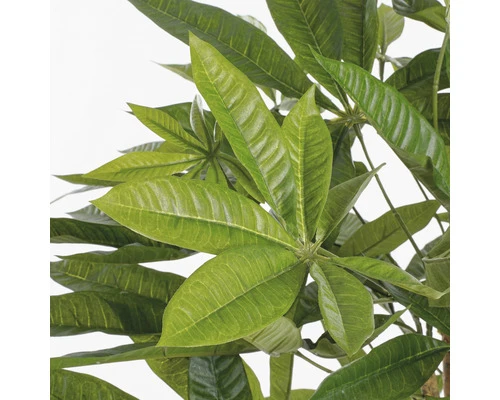 MICA Kunstplant Pachira In Pot Ø 60 Cm H 80 Cm 5 MICA Kunstplant Pachira In Pot Ø 60 Cm H 80 Cm - Afbeelding 5