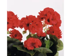 MICA Kunstplant Geranium Rood In Balkonbak 29x13x40 Cm -hornbach winkel DV 8 10590910 03 4c NL 20220902154751