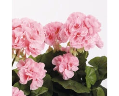 MICA Kunstplant Geranium Roze In Balkonbak 29x13x40 Cm 7 MICA Kunstplant Geranium Roze In Balkonbak 29x13x40 Cm -hornbach winkel DV 8 10590922 03 4c NL 20220902161656