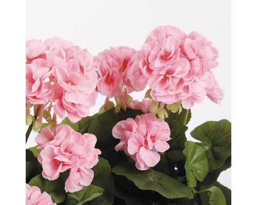 MICA Kunstplant Geranium Roze In Balkonbak 29x13x40 Cm 3 MICA Kunstplant Geranium Roze In Balkonbak 29x13x40 Cm - Afbeelding 3
