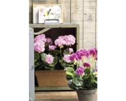 MICA Kunstplant Geranium Roze In Balkonbak 29x13x40 Cm 9 MICA Kunstplant Geranium Roze In Balkonbak 29x13x40 Cm -hornbach winkel DV 8 10590922 05 4c NL 20220902161656