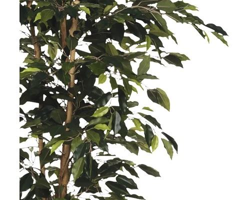 Kunstplant Ficus Benjamina, Hoogte 180 2 Kunstplant Ficus Benjamina, Hoogte 180 - Afbeelding 2