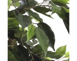 Kunstplant Ficus Benjamina, Hoogte 180 7 Kunstplant Ficus Benjamina, Hoogte 180 -hornbach winkel DV 8 7951345 04 4c NL 20220614174657