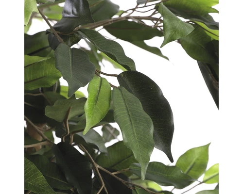 Kunstplant Ficus Benjamina, Hoogte 180 3 Kunstplant Ficus Benjamina, Hoogte 180 - Afbeelding 3
