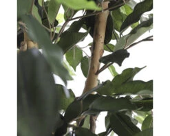 Kunstplant Ficus Benjamina, Hoogte 180 9 Kunstplant Ficus Benjamina, Hoogte 180 -hornbach winkel DV 8 7951345 06 4c NL 20220614174757