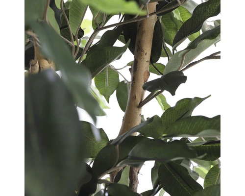 Kunstplant Ficus Benjamina, Hoogte 180 5 Kunstplant Ficus Benjamina, Hoogte 180 - Afbeelding 5