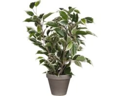 Kunstplant Ficus Natasja In Pot, Hoogte 40 Cm, Bont