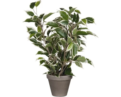 Kunstplant Ficus Natasja In Pot, Hoogte 40 Cm, Bont 1 Kunstplant Ficus Natasja In Pot, Hoogte 40 Cm, Bont