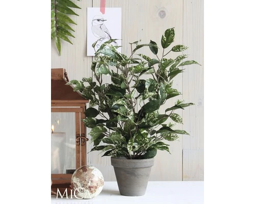 Kunstplant Ficus Natasja In Pot, Hoogte 40 Cm, Bont 2 Kunstplant Ficus Natasja In Pot, Hoogte 40 Cm, Bont - Afbeelding 2
