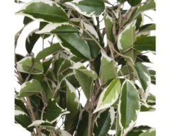 Kunstplant Ficus Natasja In Pot, Hoogte 40 Cm, Bont 7 Kunstplant Ficus Natasja In Pot, Hoogte 40 Cm, Bont -hornbach winkel DV 8 8819633 04 4c RO 20201217051654