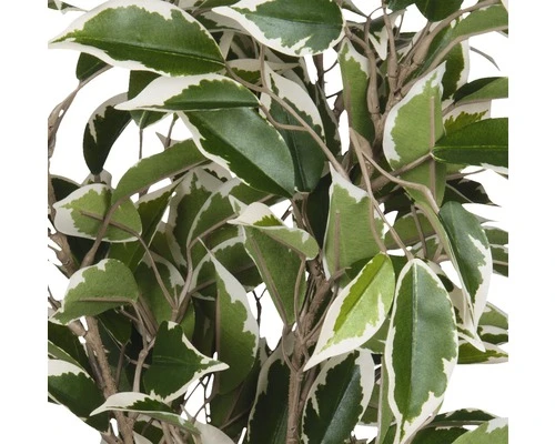 Kunstplant Ficus Natasja In Pot, Hoogte 40 Cm, Bont 4 Kunstplant Ficus Natasja In Pot, Hoogte 40 Cm, Bont - Afbeelding 4