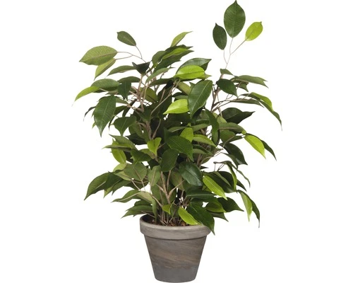 Kunstplant Ficus Natasja In Pot, Hoogte 40 Cm, Groen 1 Kunstplant Ficus Natasja In Pot, Hoogte 40 Cm, Groen