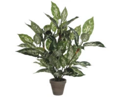 Kunstplant Dieffenbachia In Pot, Hoogte 70 Cm