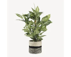 Kunstplant Dieffenbachia In Pot, Hoogte 70 Cm -hornbach winkel DV 8 8819649 05 4c NL 20220616084755