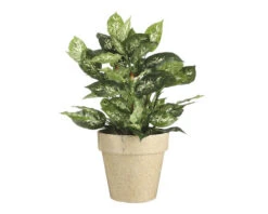 Kunstplant Dieffenbachia In Pot, Hoogte 70 Cm -hornbach winkel DV 8 8819649 06 4c NL 20220616084755