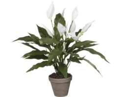 Kunstbloem Spathiphyllum In Pot, Hoogte 50 Cm, Wit