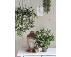Kunstplant Syngonium Hoogte 35 Cm, Ø 25 Cm, Groen 5 Kunstplant Syngonium Hoogte 35 Cm, Ø 25 Cm, Groen -hornbach winkel DV 8 8819677 03 4c NL 20220616091658