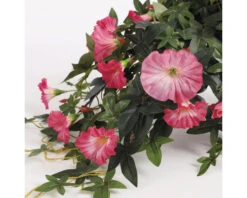 Kunstbloem Hang Petunia, Hoogte 25 Cm, Roze -hornbach winkel DV 8 8819683 03 4c NL 20220616091758