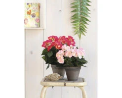 Kunstbloem Begonia, Hoogte 30 Cm, Ø 25 Cm, Roze -hornbach winkel DV 8 8819687 03 4c NL 20220616094650