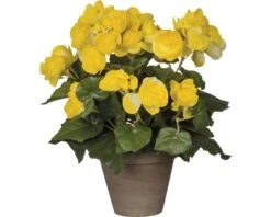 Kunstbloem Begonia, Hoogte 30 Cm, Ø 25 Cm, Geel