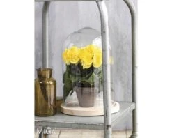 Kunstbloem Begonia, Hoogte 30 Cm, Ø 25 Cm, Geel -hornbach winkel DV 8 8819688 06 4c NL 20201214154656