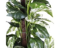 Kunstplant Scindapsus, Hoogte 110 Cm, Ø 45 Cm -hornbach winkel DV 8 8819691 03 4c NL 20220617051651