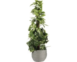 Kunstplant Scindapsus, Hoogte 110 Cm, Ø 45 Cm -hornbach winkel DV 8 8819691 05 4c NL 20220617051651