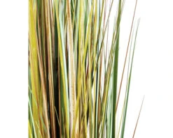 Kunstgras Vedergras Dogtail, Hoogte 120 Cm -hornbach winkel DV 8 8819693 03 4c NL 20220617051651