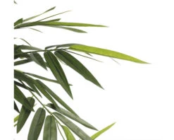 Kunstplant Bamboe In Pot, Hoogte 150, Ø 75 Cm, Groen 12 Kunstplant Bamboe In Pot, Hoogte 150, Ø 75 Cm, Groen -hornbach winkel DV 8 8819697 05 4c NL 20220617051651